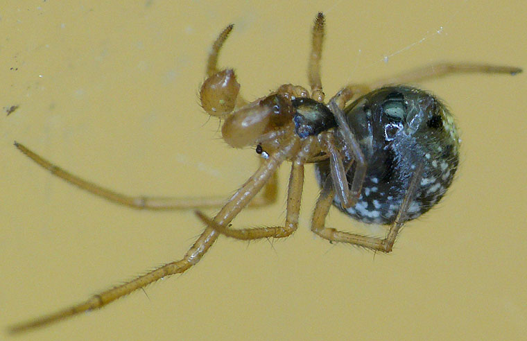 Theridiid spider 