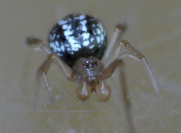 Theridiid spider 