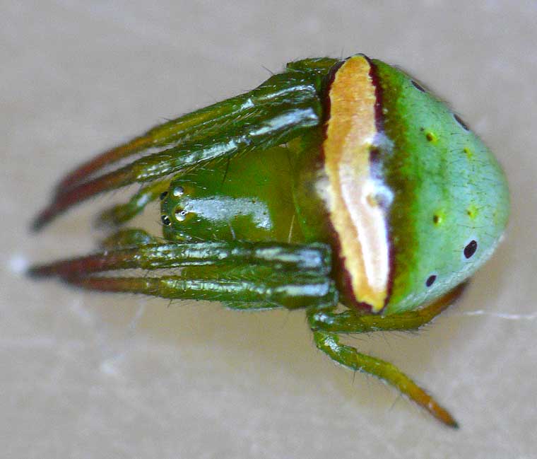 Araneus psittacinus