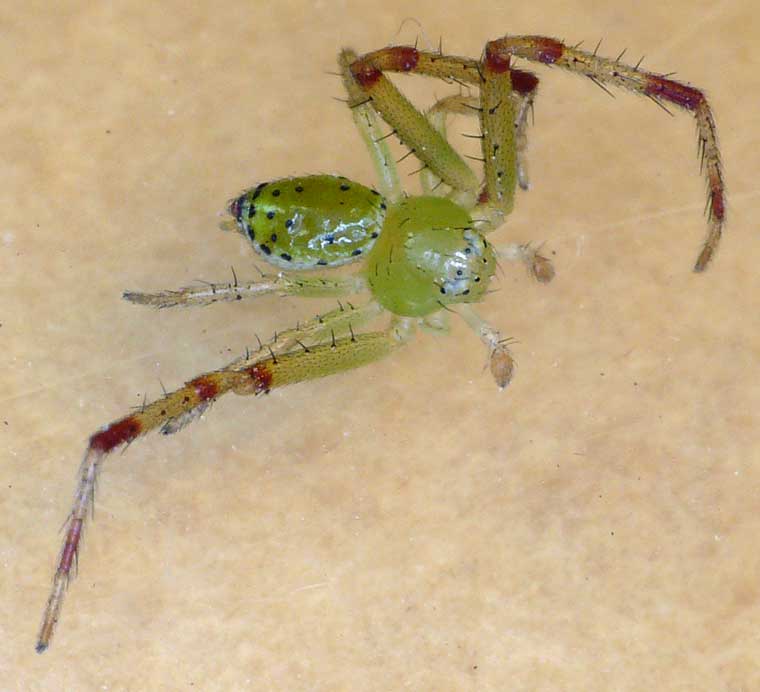 Diaea evanida male