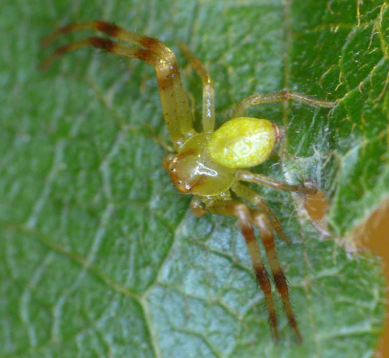 Diaea sp