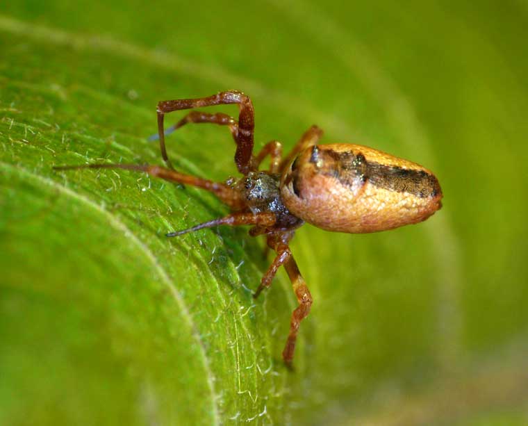 Uloborus sp 