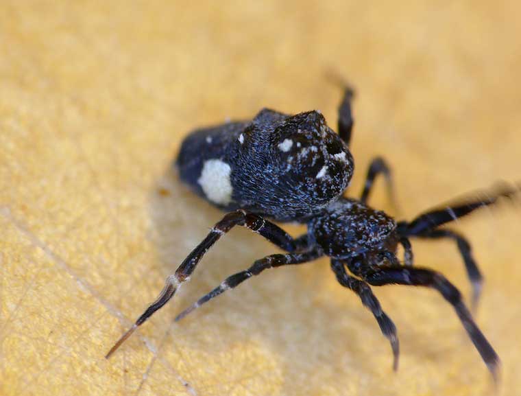 Uloborus sp 