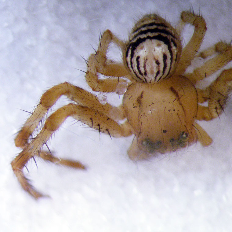Diaea sp