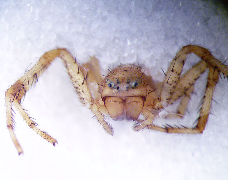 Diaea sp