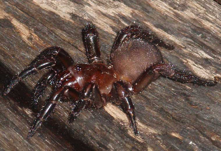 Euoplos