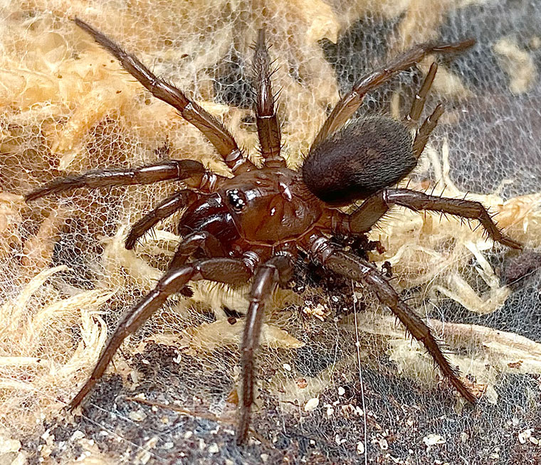 Paraembolides sp. nov, female, Newcastle NSW