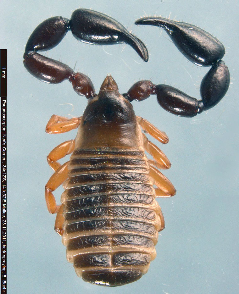 Nesidiochernes sp.