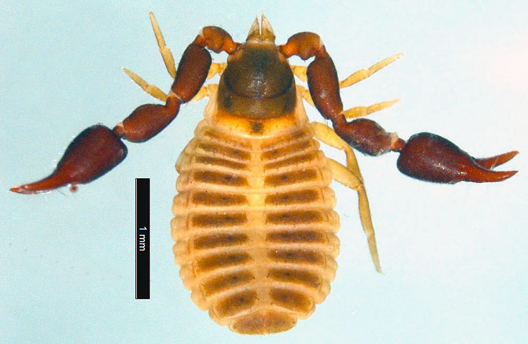 Nesidiochernes sp.
