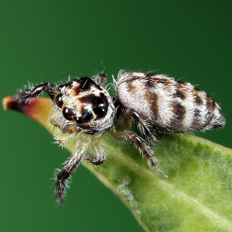 Unidentified Salticid Jumping Spider
