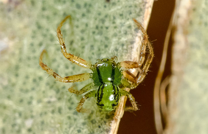 Lehtnelagia sp. nov. male adult