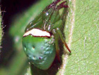 Araneus psittacinus
