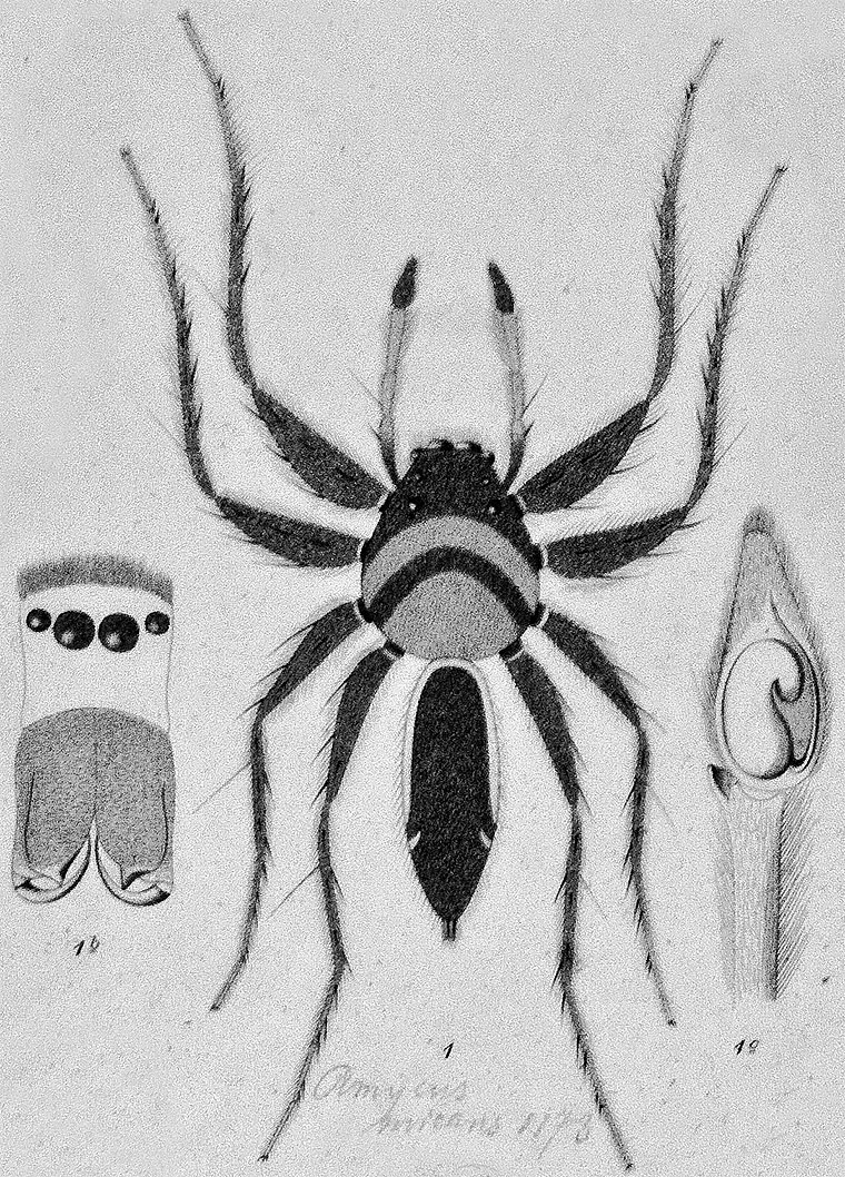 Cosmophasis micans