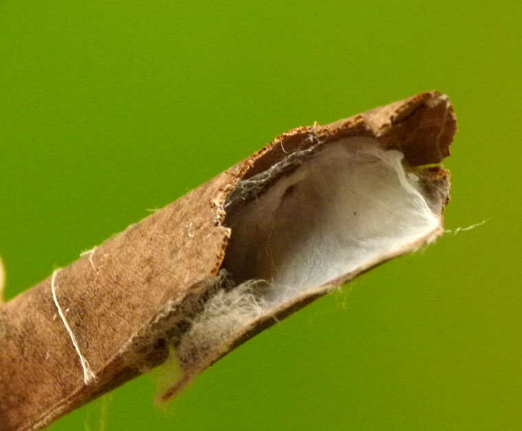 Euryattus bleekeri nest