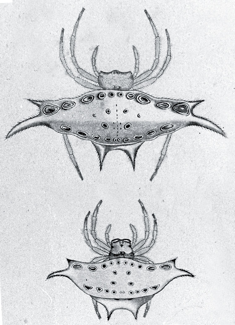 Gasteracantha westringi