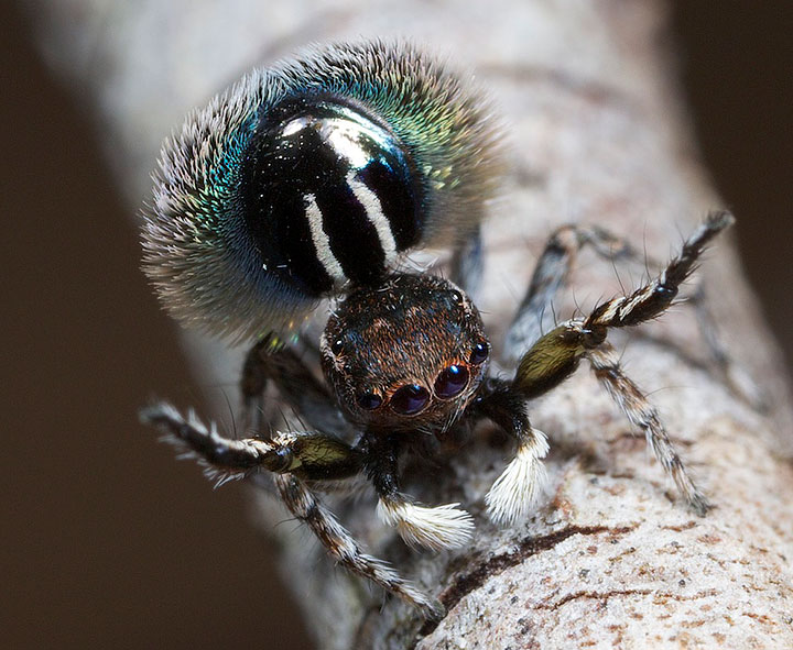Salticidae Maratus fimbriatus Fringed Peacock Spider