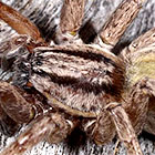Miturgidae Miturga agelenina