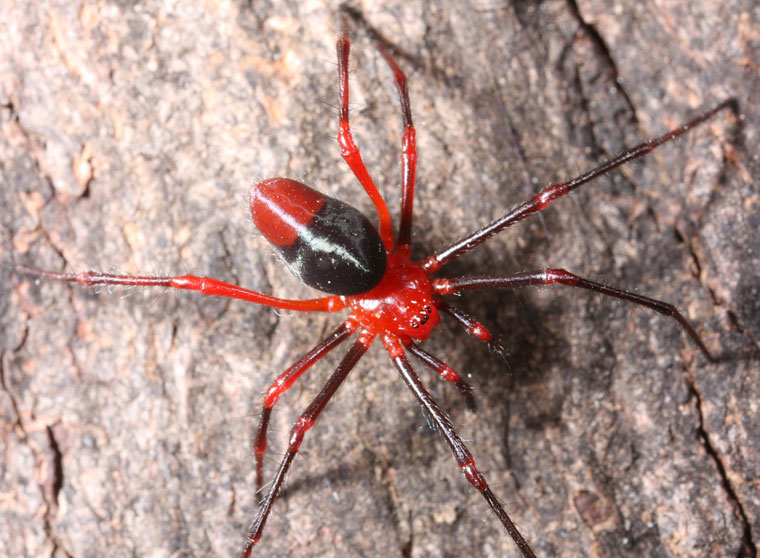 Dimidamus dimidiatus