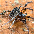 Araneidae Araneinae Poltys laciniosus