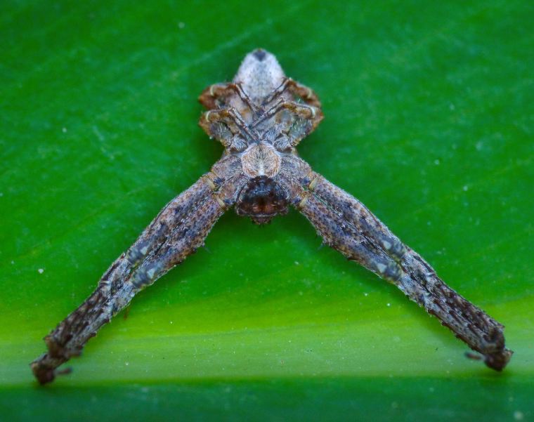 Stephanopis barbipes female