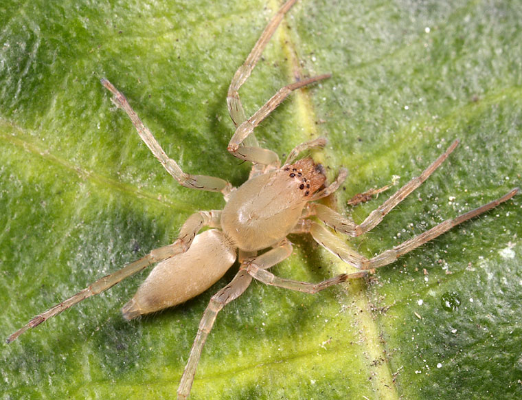 Clubiona modesta Clubionidae 5754 f 28/12/10 Mount Lewis Q 