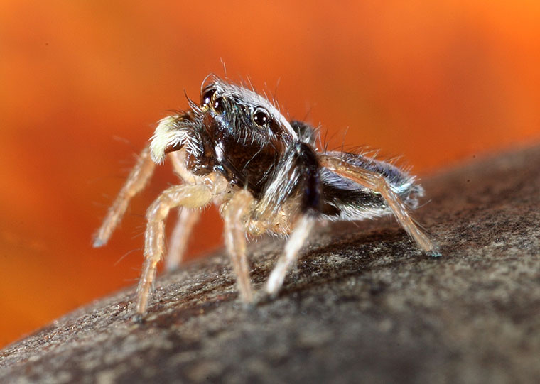 Maratus Bluey