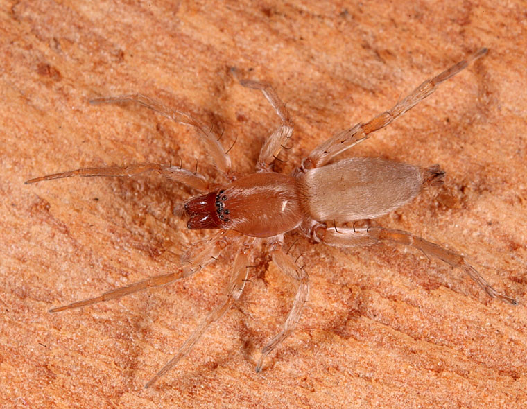 Clubiona modesta