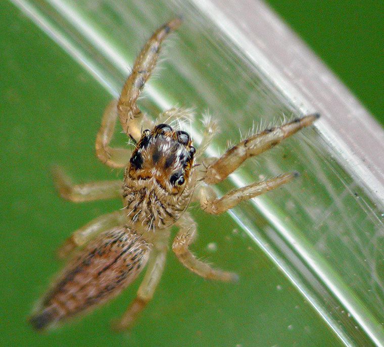 giant australian jumping spider