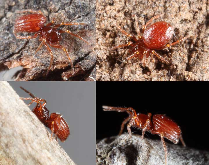 Tetrablemmidae