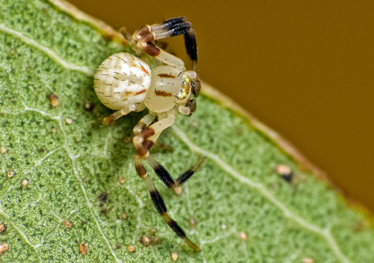 Zygometis lactea